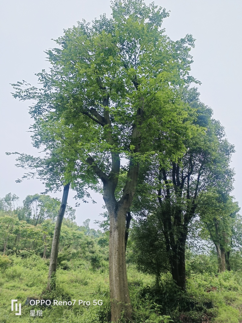 沙朴40公分移栽朴树规格齐全基地直销量大优先