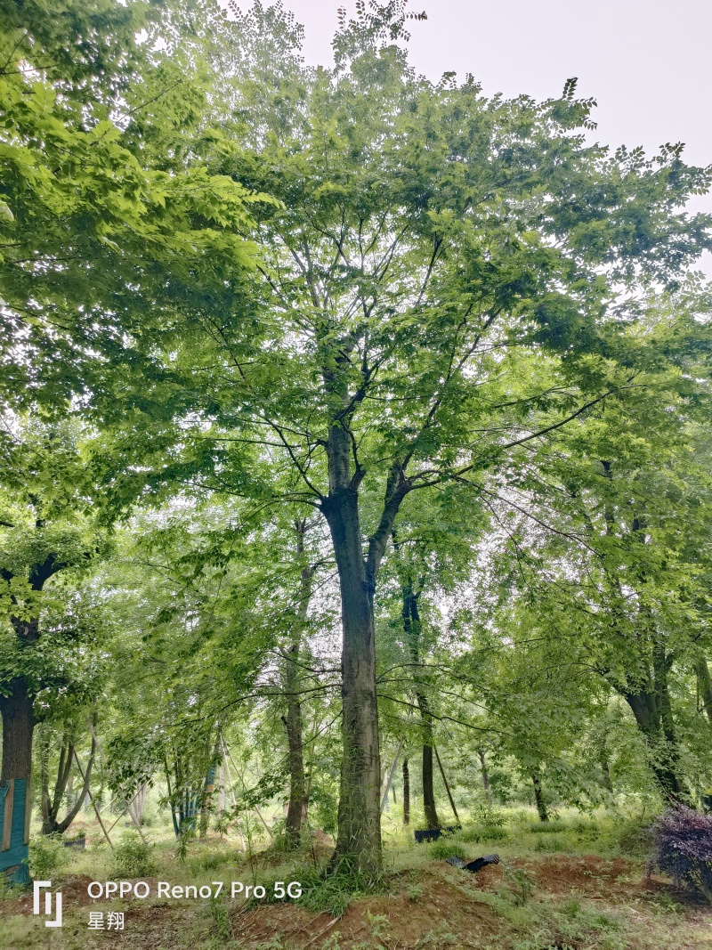 沙朴40公分移栽朴树规格齐全基地直销量大优先