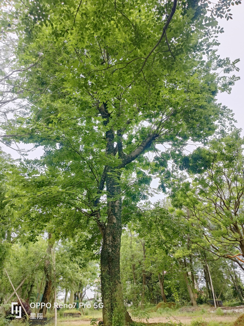 沙朴40公分移栽朴树规格齐全基地直销量大优先