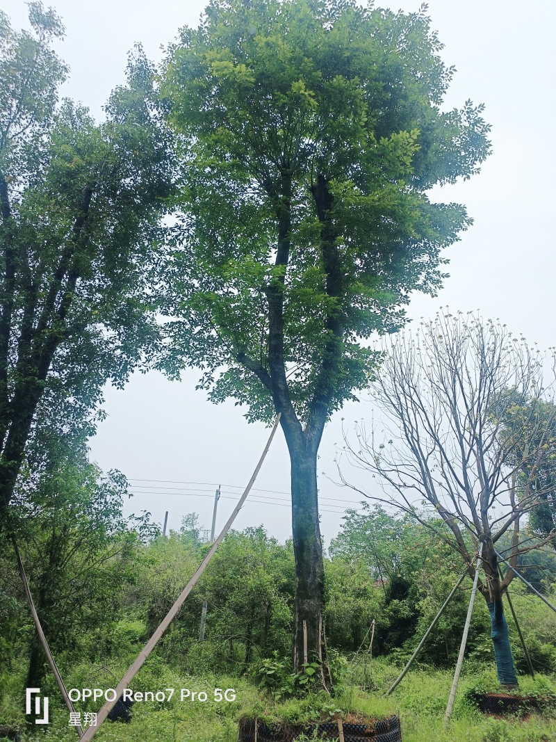 沙朴40公分移栽朴树规格齐全基地直销量大优先