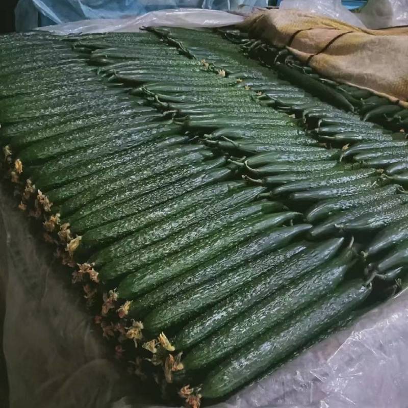 山东黄瓜密刺黄瓜聊城黄瓜承接商超配菜，代收代发全国