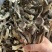 鹿茸菇，一件10斤，质量非常好，库到新货了