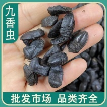 九香虫