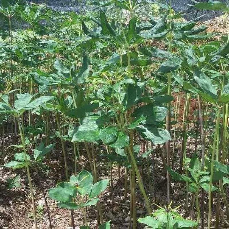 新鲜重楼自产自销量大从优长期有货