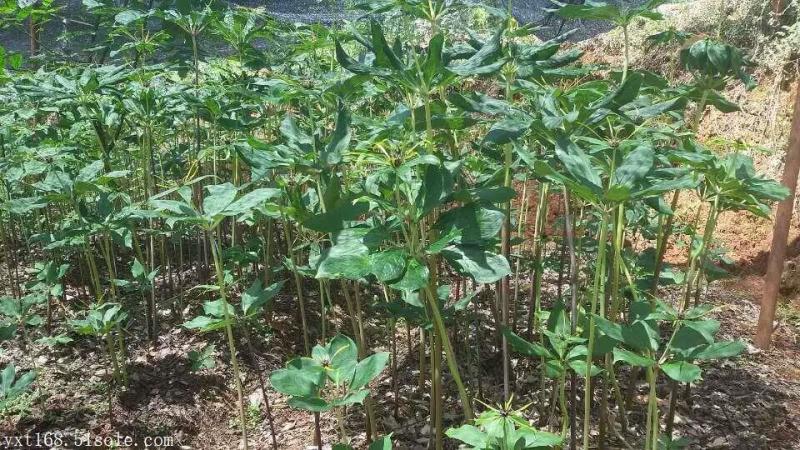 新鲜重楼自产自销量大从优长期有货