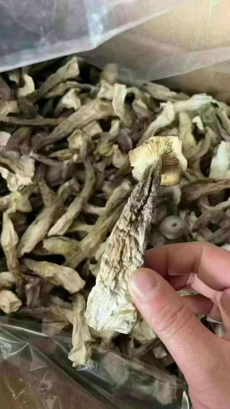鹿茸菇，一件10斤，质量非常好，库到新货了