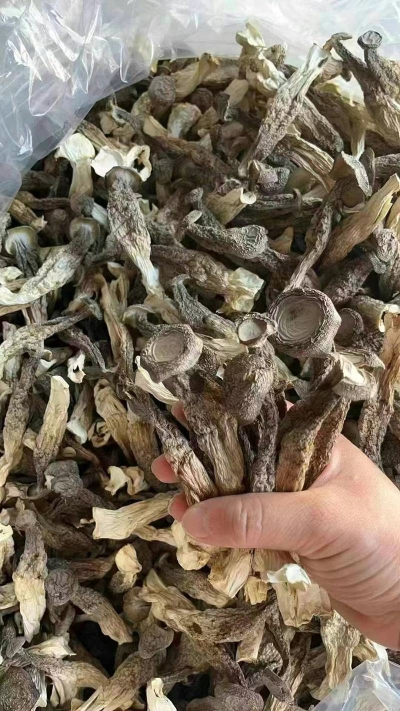 鹿茸菇，一件10斤，质量非常好，库到新货了