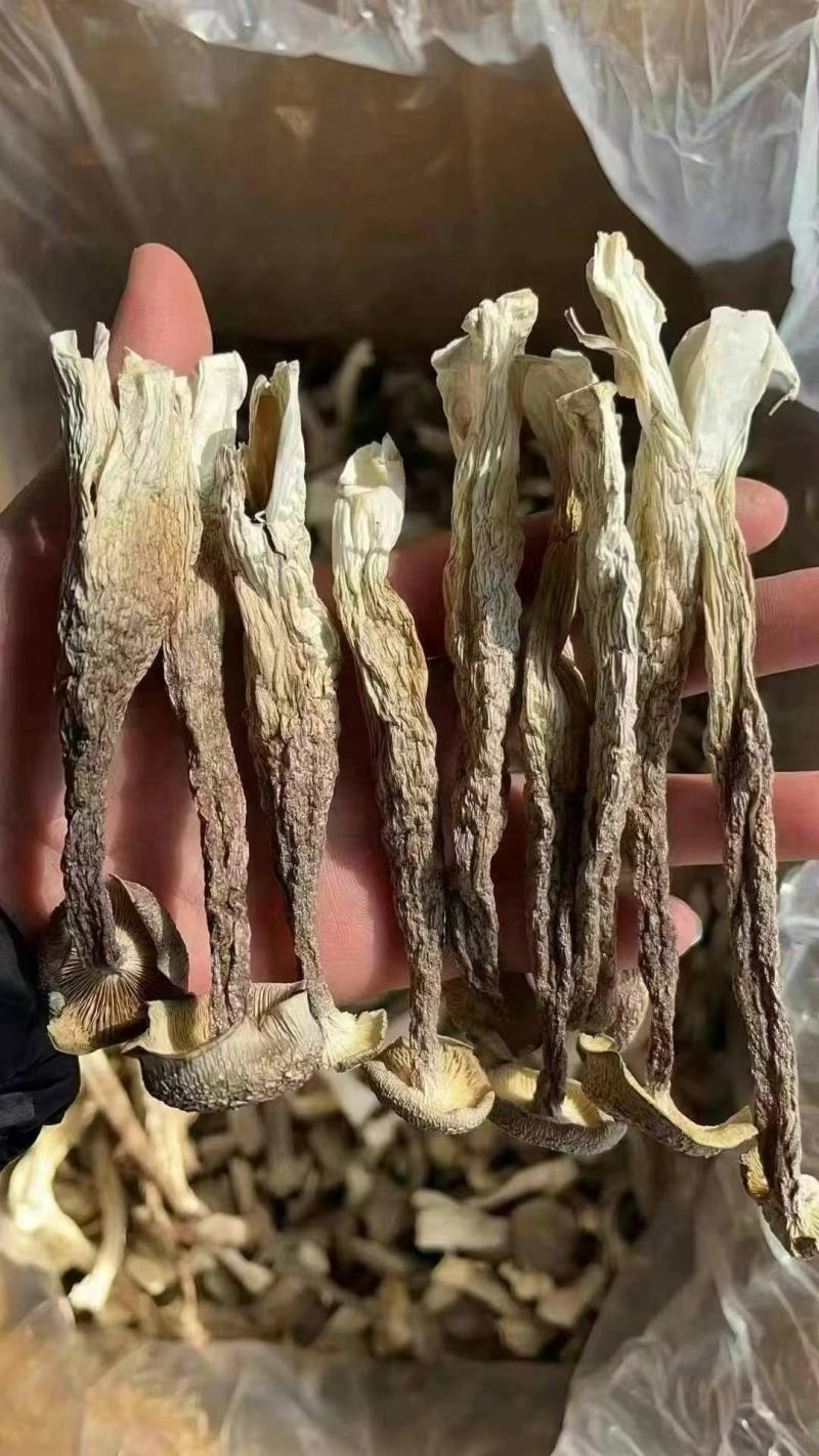 鹿茸菇，一件10斤，质量非常好，库到新货了