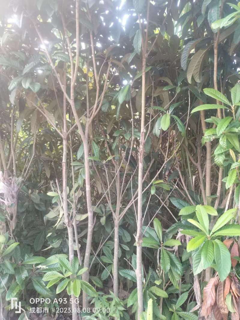 柑橘树苗，成活率高，提供技术指导，欢迎咨询。