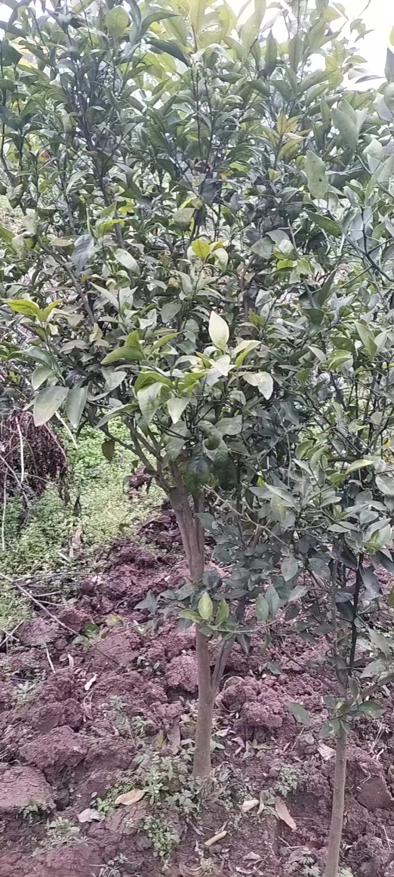柑橘树苗，成活率高，提供技术指导，欢迎咨询。