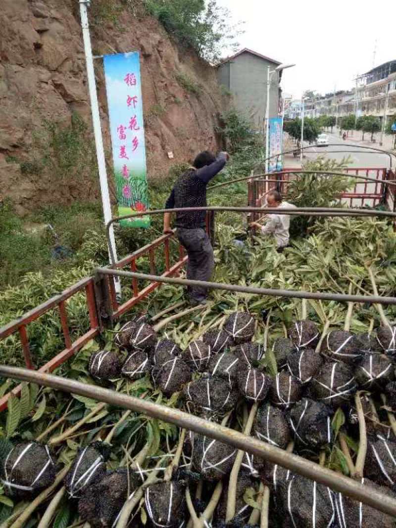 柑橘树苗，成活率高，提供技术指导，欢迎咨询。