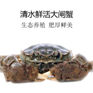 【推荐】江苏洪泽大闸蟹养殖批发公蟹母蟹规