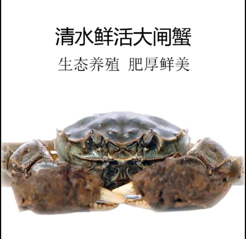 【推荐】江苏洪泽大闸蟹养殖批发公蟹母蟹规