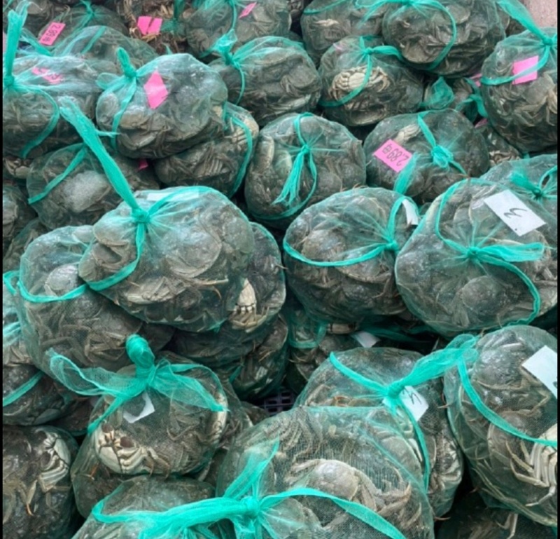 【推荐】江苏洪泽大闸蟹养殖批发公蟹母蟹规