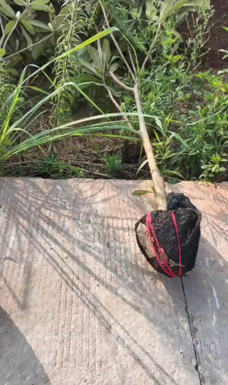 枇杷树苗基地直供，成活率高，品类规格齐全，欢迎致电联系。