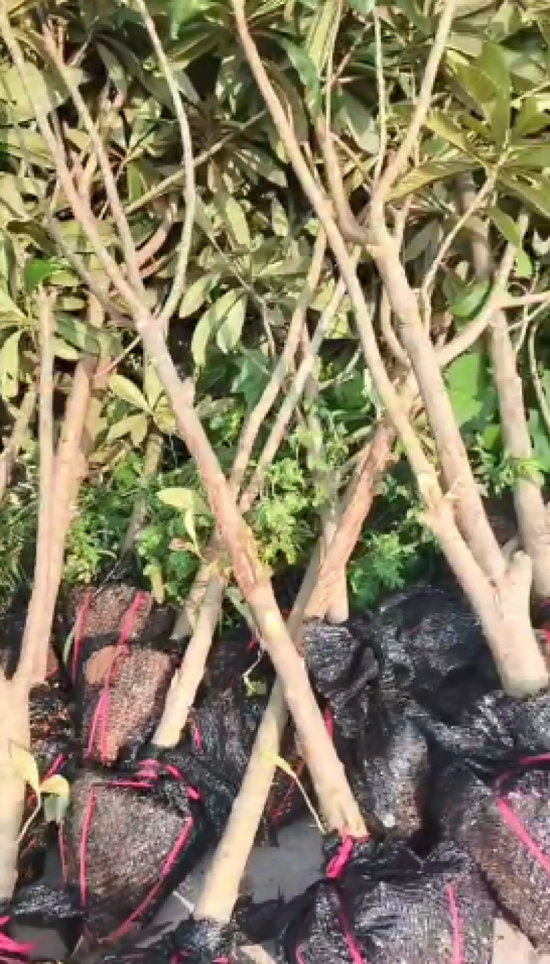 枇杷树苗基地直供，成活率高，品类规格齐全，欢迎致电联系。
