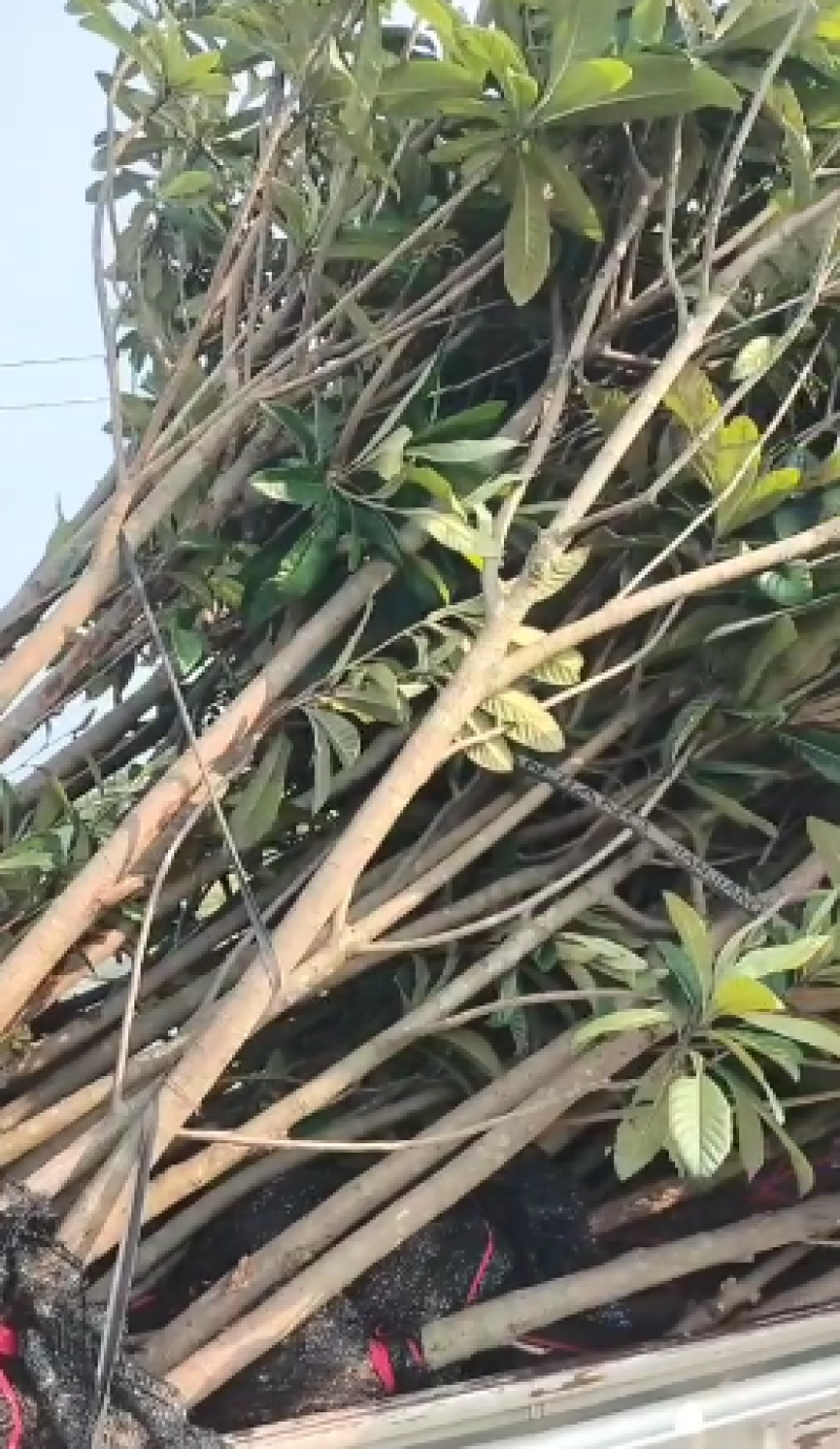 枇杷树苗基地直供，成活率高，品类规格齐全，欢迎致电联系。