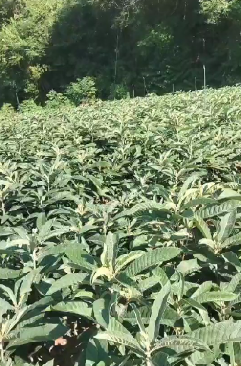 枇杷树苗基地直供，成活率高，品类规格齐全，欢迎致电联系。