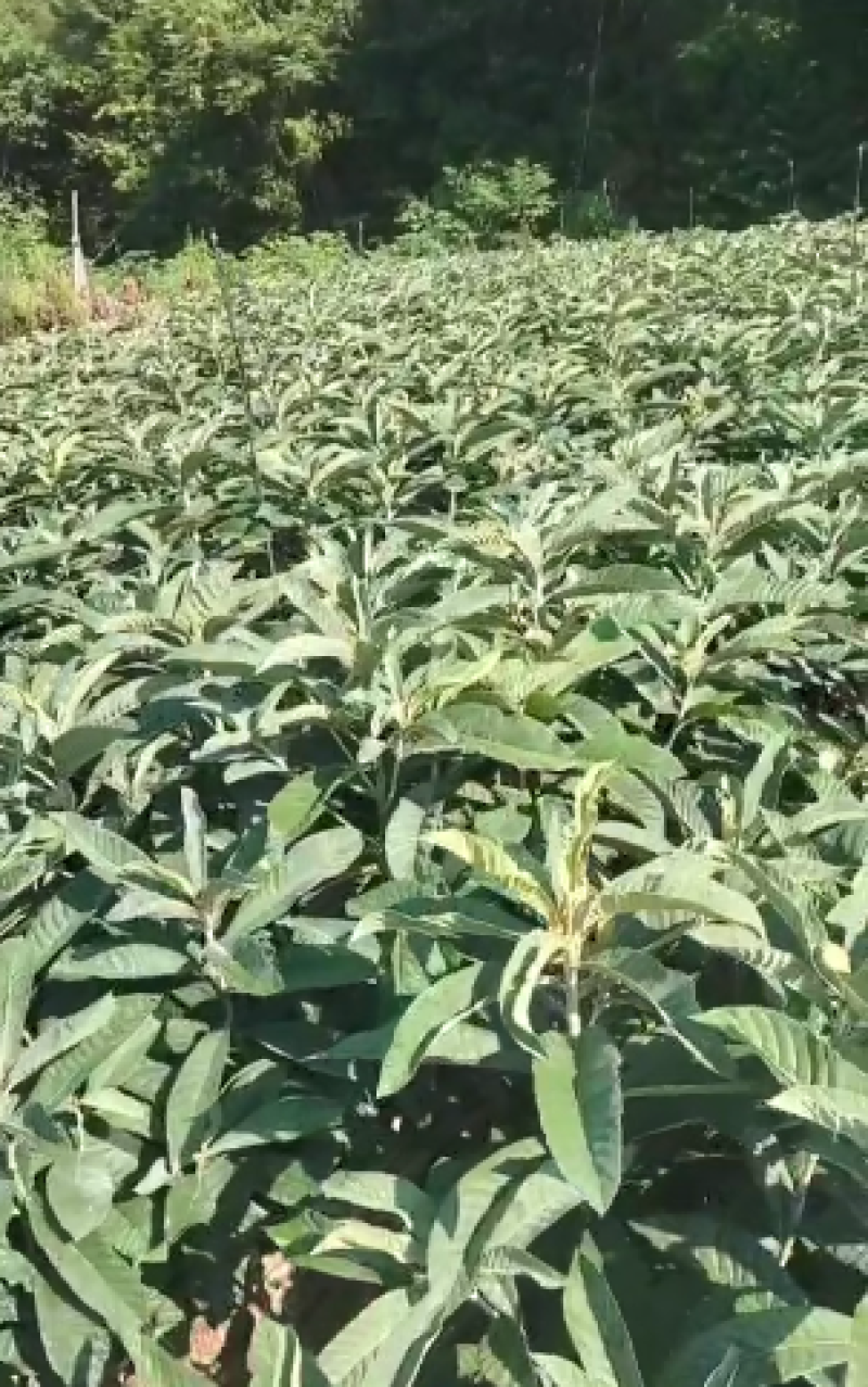 枇杷树苗基地直供，成活率高，品类规格齐全，欢迎致电联系。