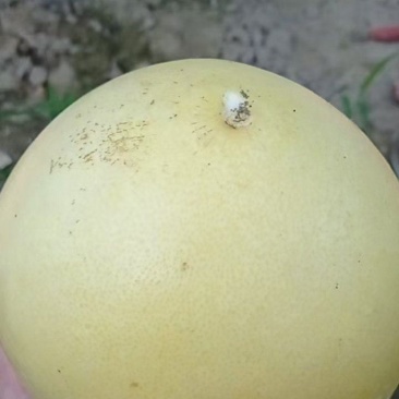 红心柚子