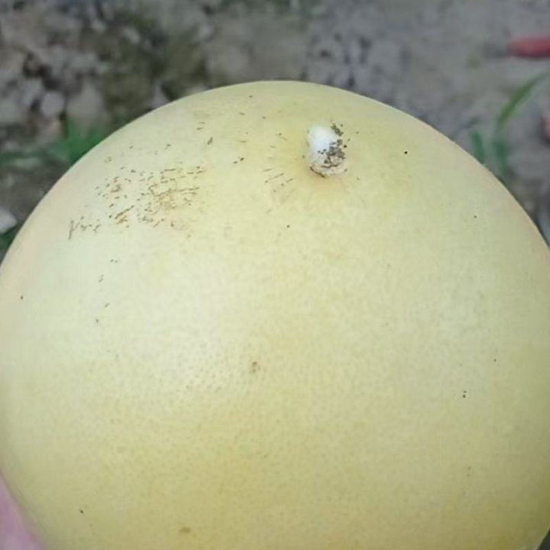 红心柚子