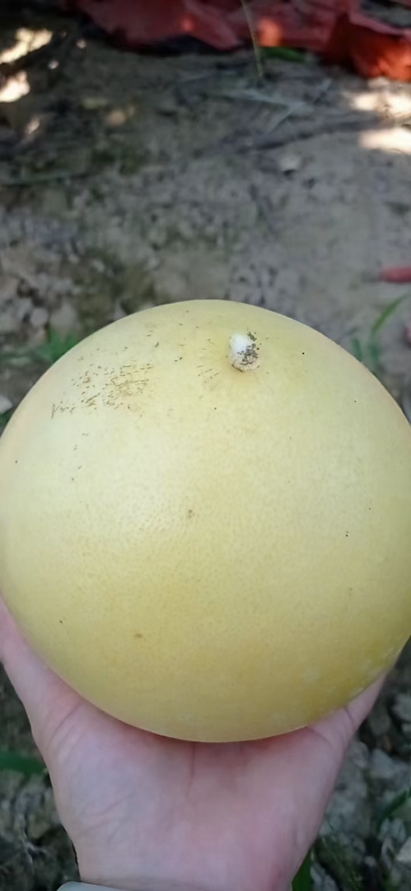 红心柚子