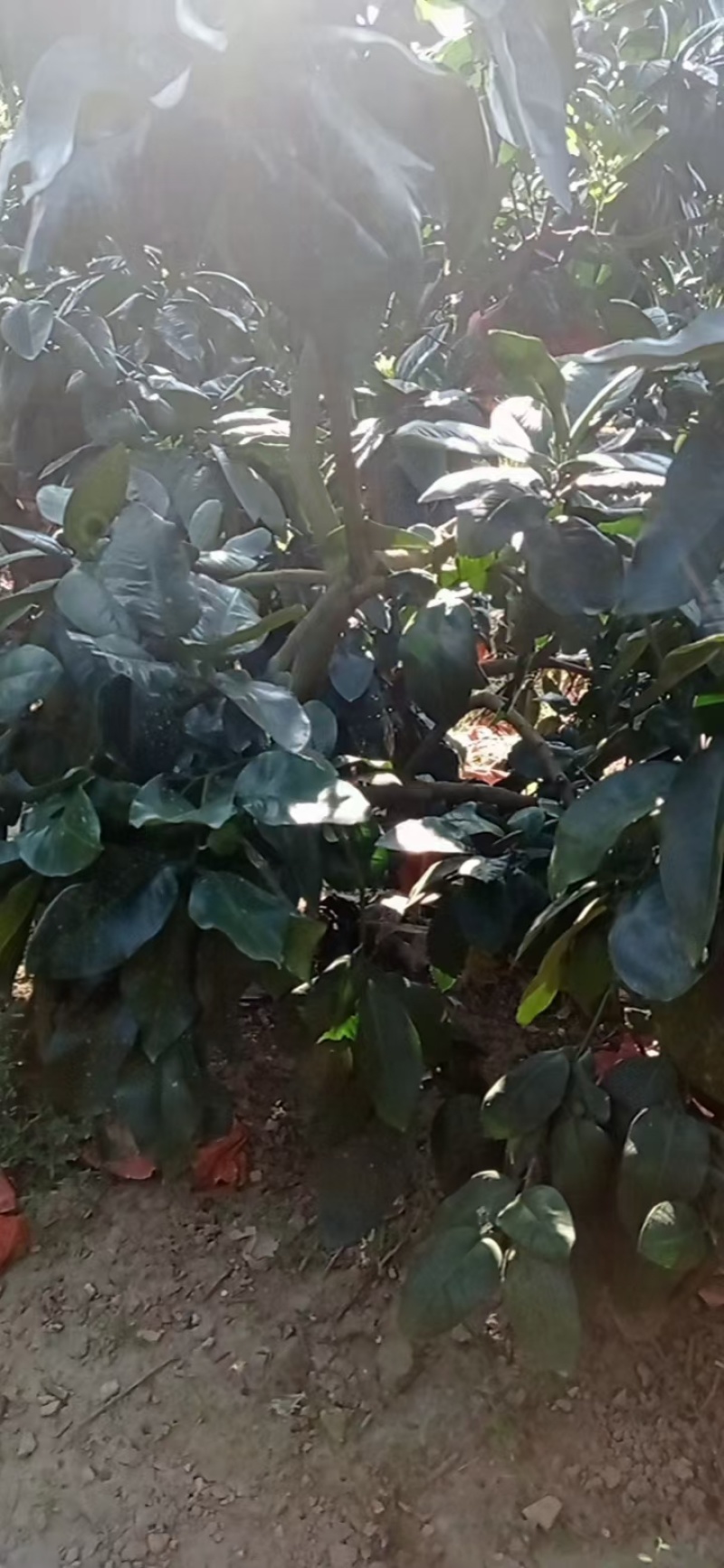 红心柚子