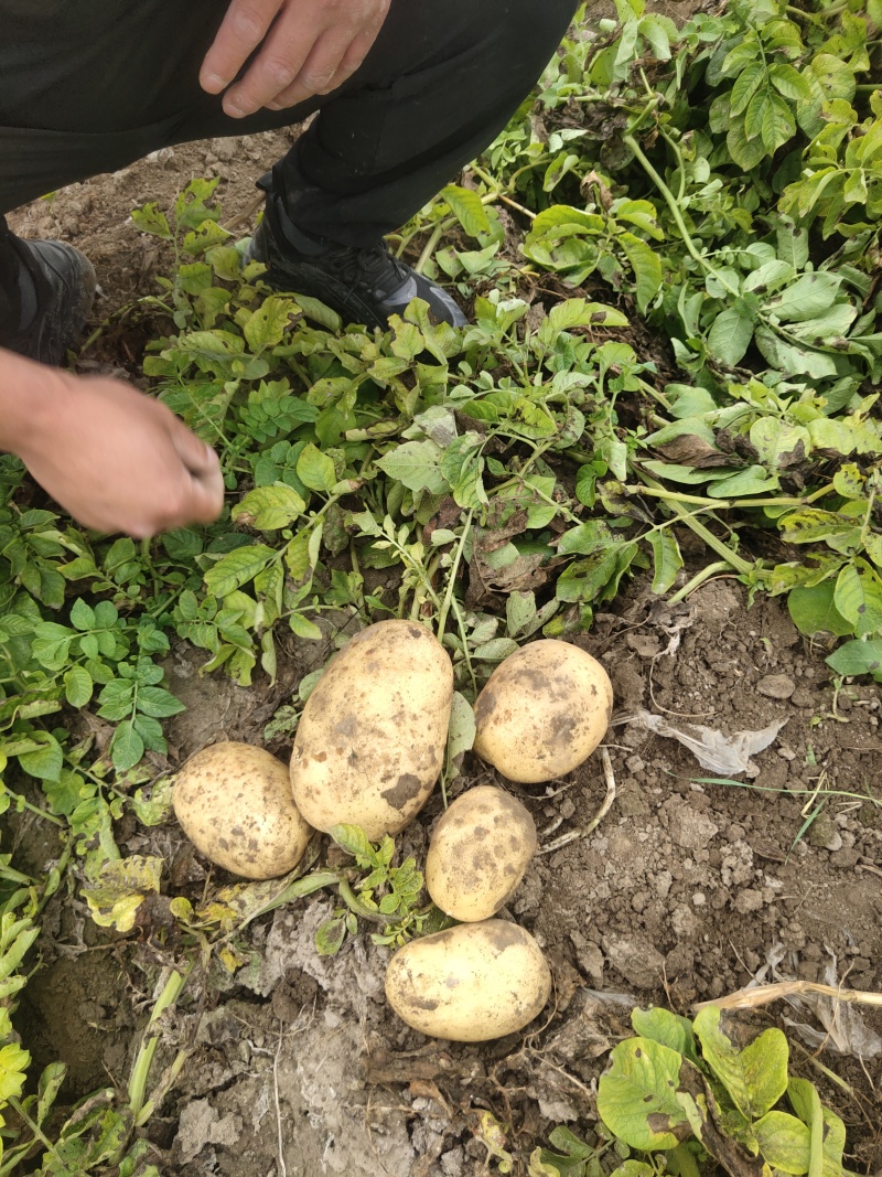 沃土5号黑土地产地代发代收，品质有保障，大量有货