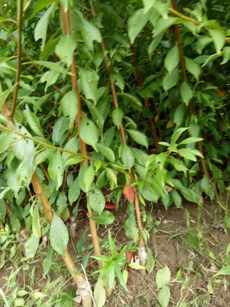 李子苗基地直供，品种规格齐全，技术指导，欢迎致电