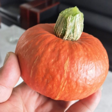 张北县大量贝贝瓜上市