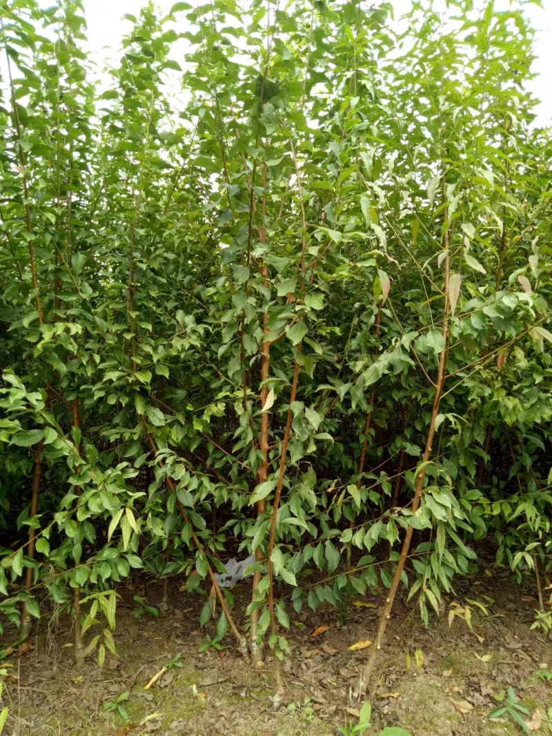 李子苗基地直供，品种规格齐全，技术指导，欢迎致电