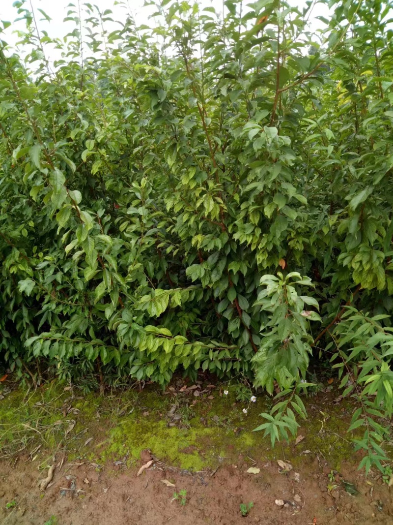 李子苗基地直供，品种规格齐全，技术指导，欢迎致电