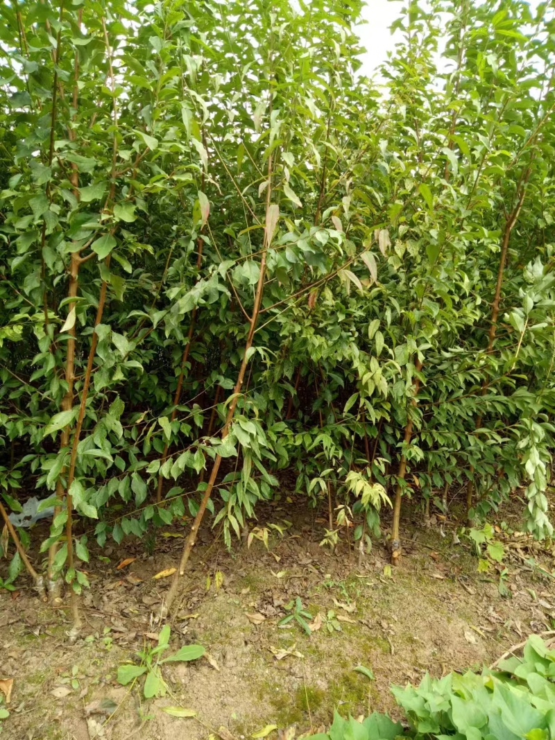李子苗基地直供，品种规格齐全，技术指导，欢迎致电