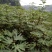 无花果苗多种规格直供，成活率高，果品好，欢迎致电