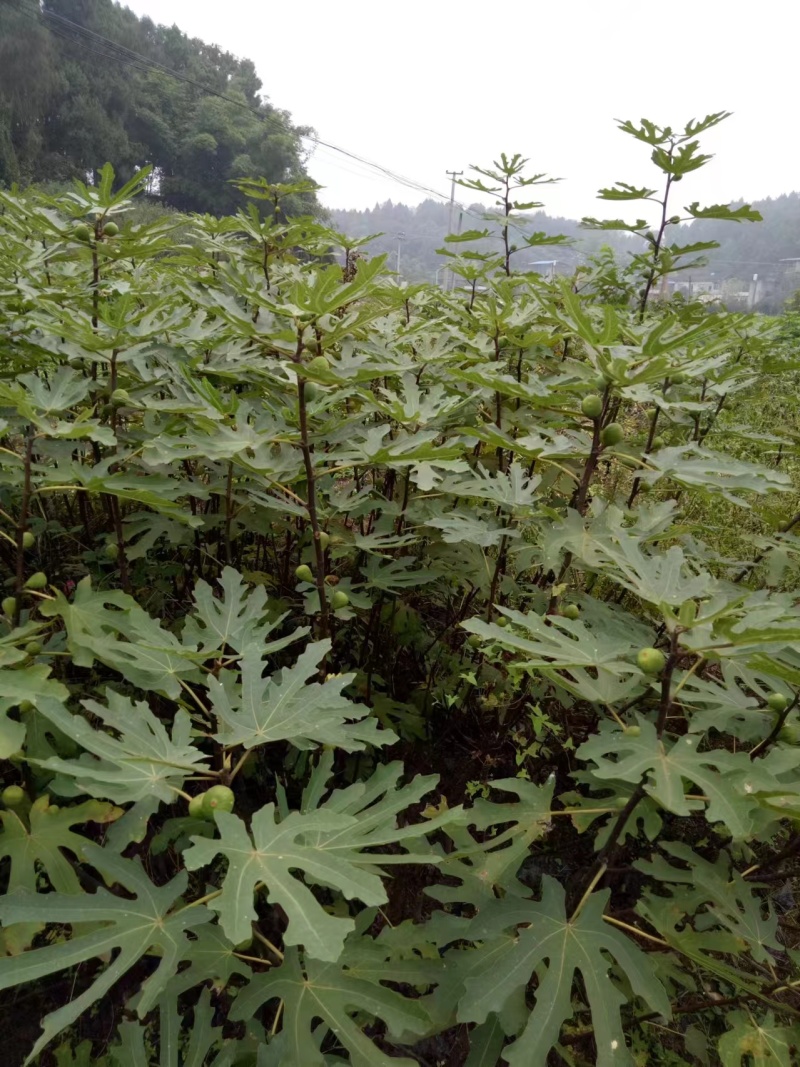 无花果苗多种规格直供，成活率高，果品好，欢迎致电