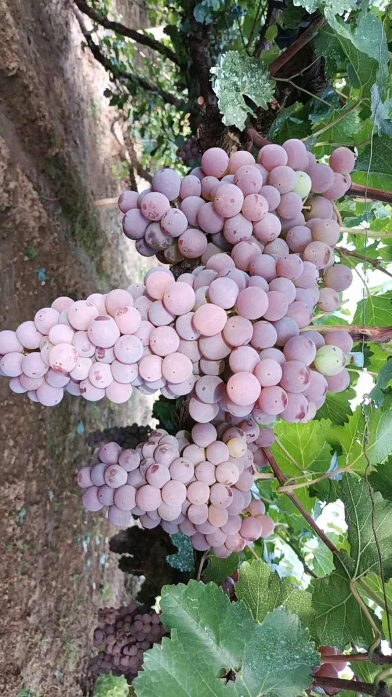 河北涿鹿县龙眼葡萄