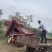2024年花生秧草料，牛草，羊草，不揉丝