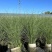 花卉盆景水生植物细叶芒1加伦、2加伦量大价优，欢迎订购。