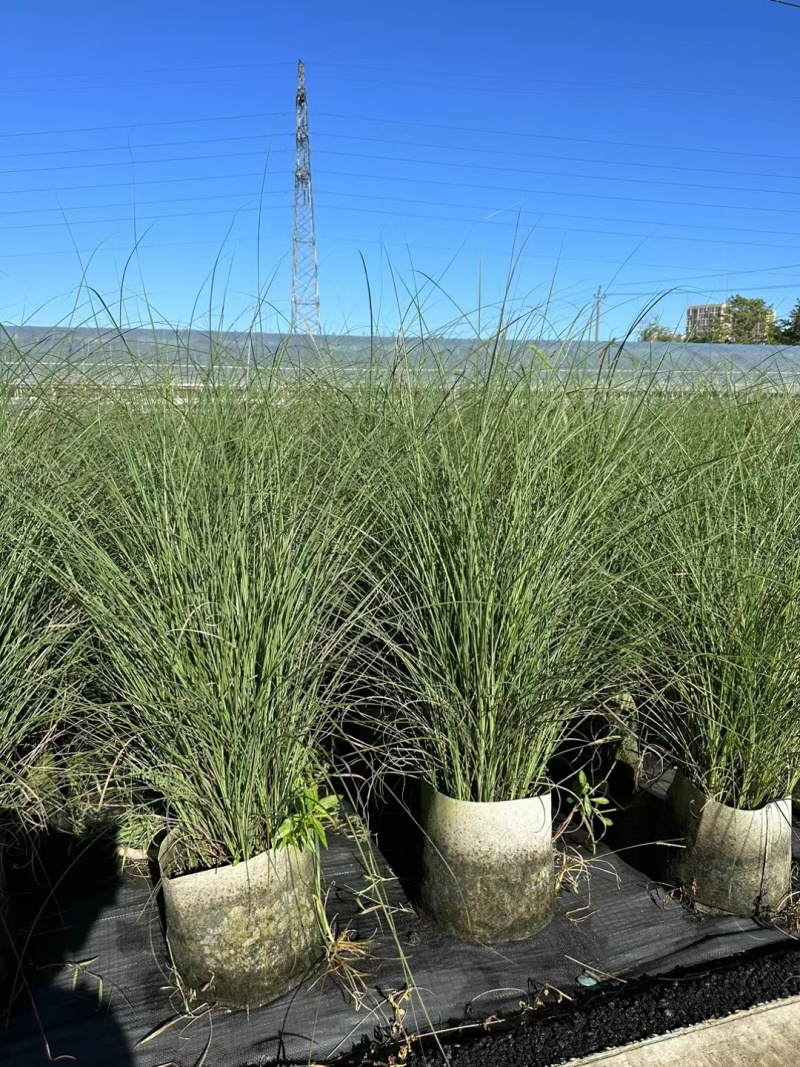 花卉盆景水生植物细叶芒1加伦、2加伦量大价优，欢迎订购。