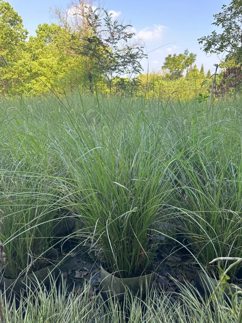 花卉盆景水生植物细叶芒1加伦、2加伦量大价优，欢迎订购。