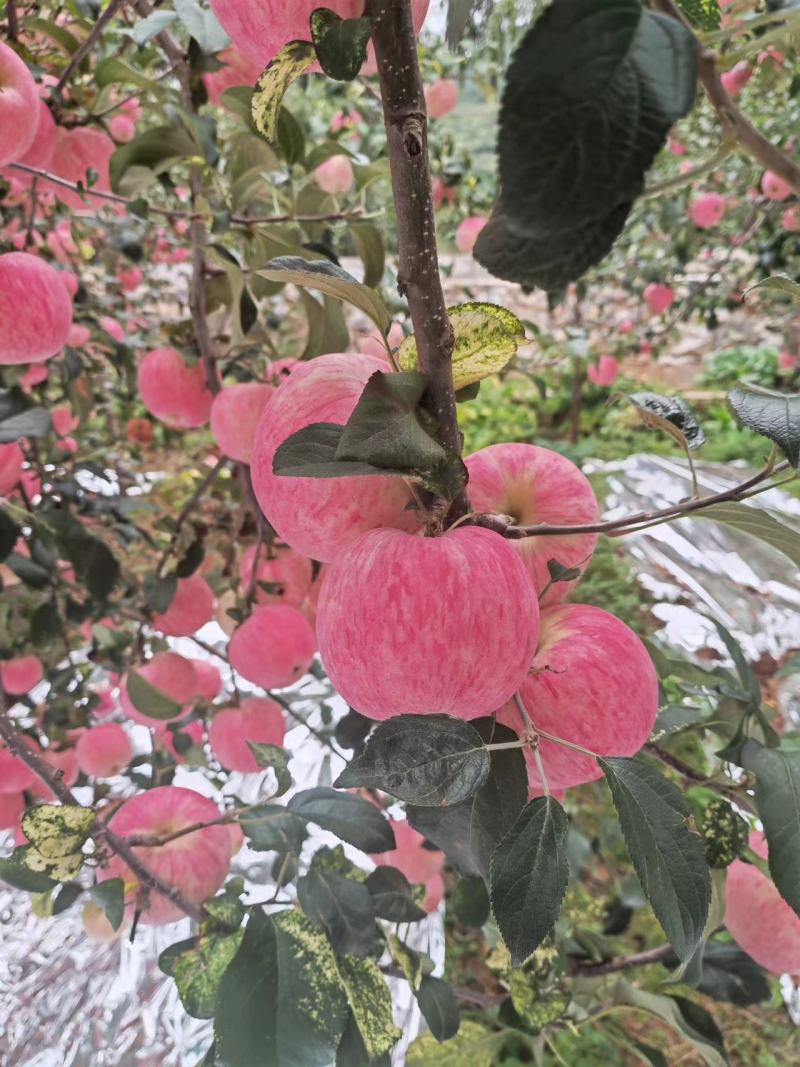 精品苹果新世纪苹果一手货源品质保证价格美丽