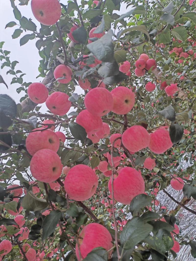 精品苹果新世纪苹果一手货源品质保证价格美丽