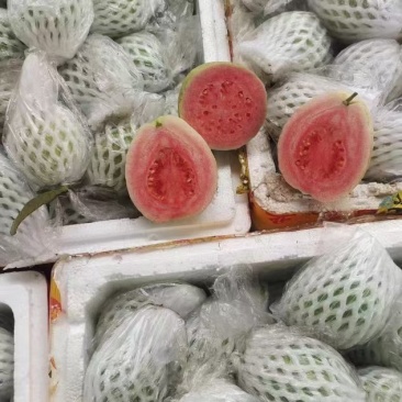 广东番石榴红心芭乐量大从优保质保量现摘现发对接全国