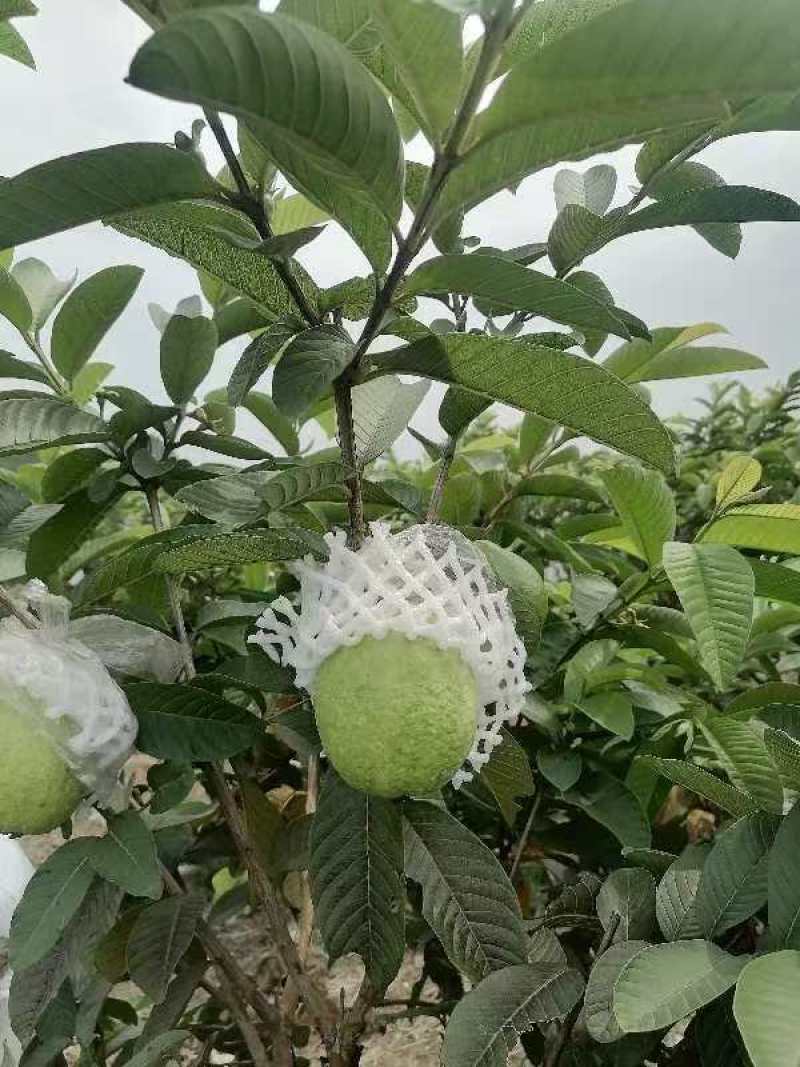广东番石榴红心芭乐量大从优保质保量现摘现发对接全国