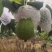 广东番石榴红心芭乐量大从优保质保量现摘现发对接全国