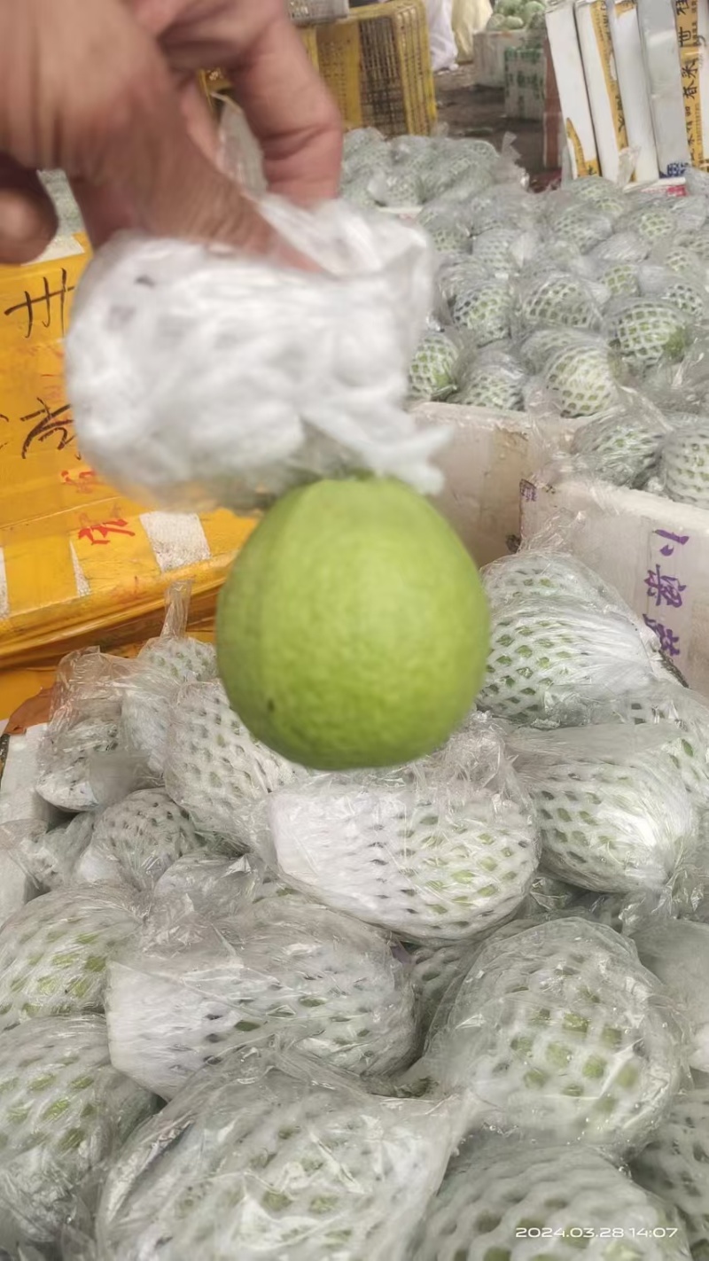 广东番石榴红心芭乐量大从优保质保量现摘现发对接全国