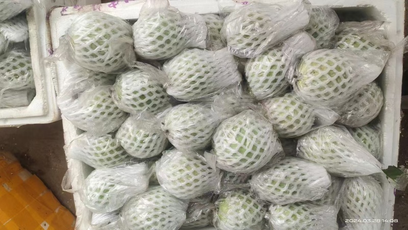 广东番石榴红心芭乐量大从优保质保量现摘现发对接全国