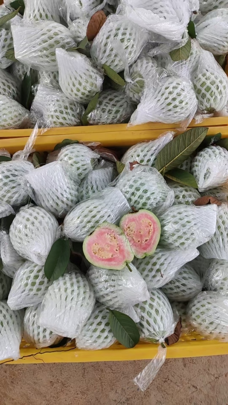 广东番石榴红心芭乐量大从优保质保量现摘现发对接全国