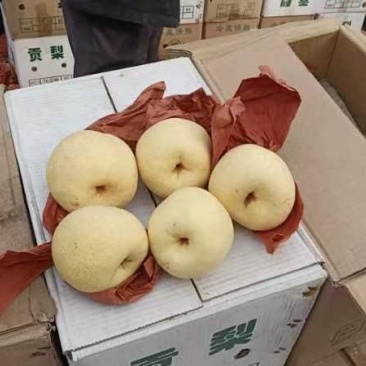 山西平遥酥梨，个头高好，皮毛亮度没问题，口感嘎嘎甜！