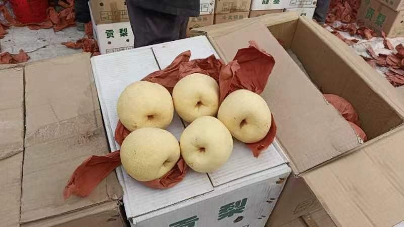 山西平遥酥梨，个头高好，皮毛亮度没问题，口感嘎嘎甜！